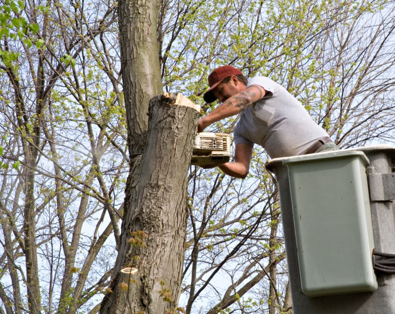 Residential Tree Service detail