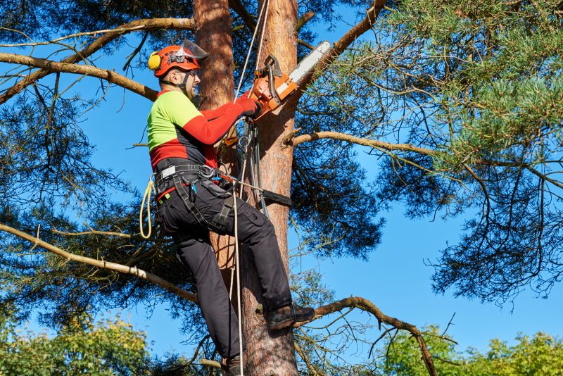 Arborist with Safety Gear