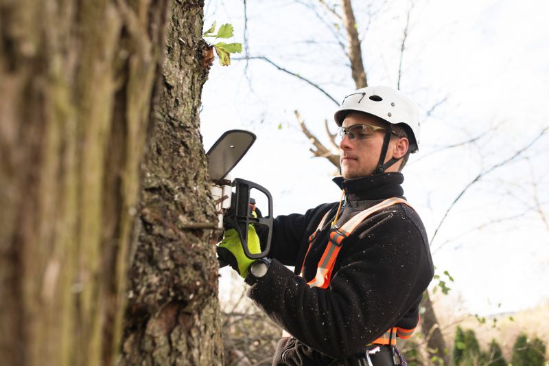 Tree Trimming Equipment in Use