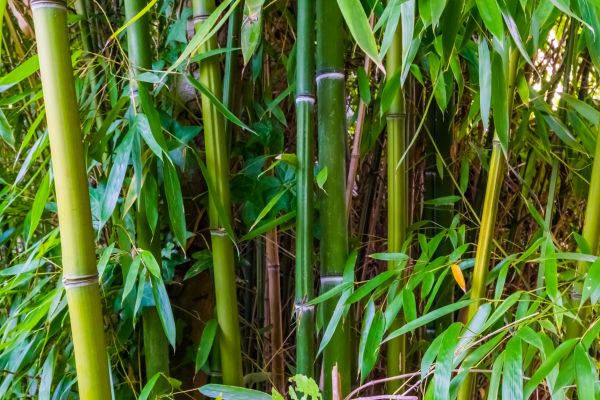 Bamboo Trimming in Apopka