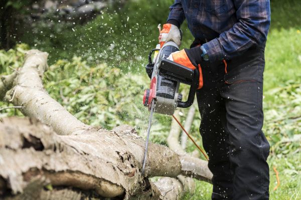 Branch Removal Service in Apopka