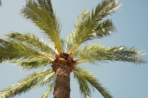 Palm Tree Pruning in Apopka
