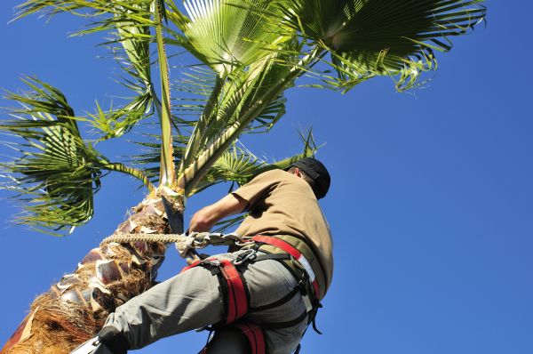 Palm Tree Trimming in Apopka
