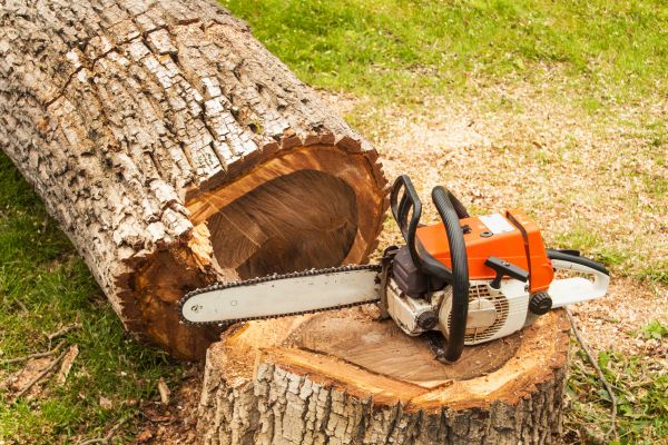 Tree Cutting Service in Apopka