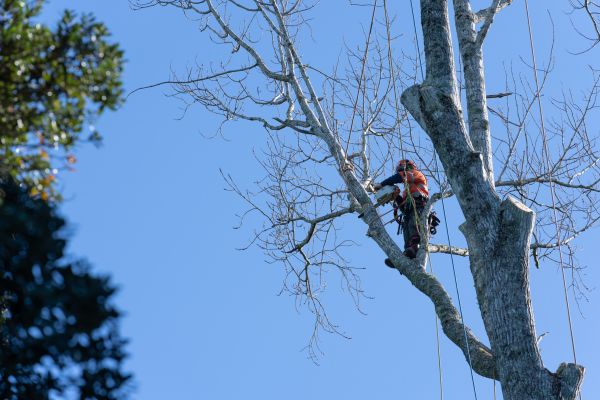 Tree Topping Service in Apopka