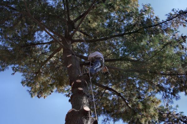 Cost of Trimming Service in Apopka