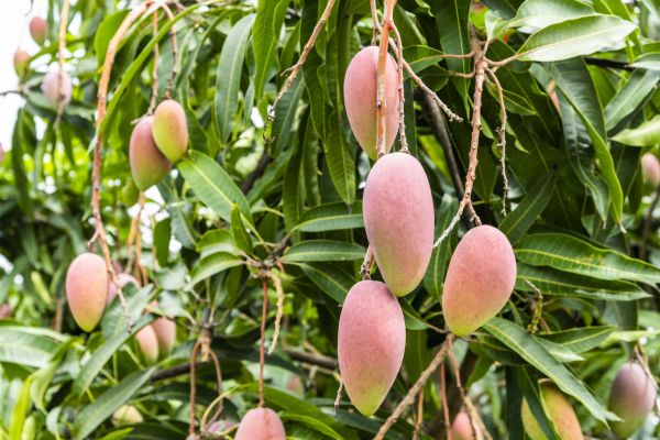 Mango Tree Trimming in Apopka