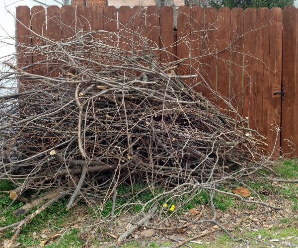 Cost of Dead Branch Removal in Apopka