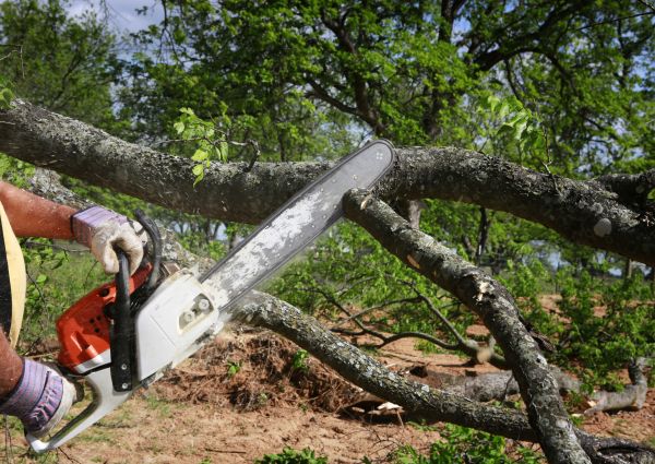 Tree Branch Cutting in Apopka