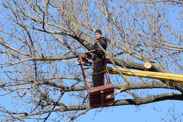 Cost of Emergency Tree Trimming in Apopka