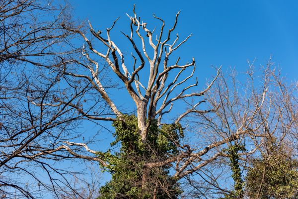 Cost of Deadwood Removal in Apopka