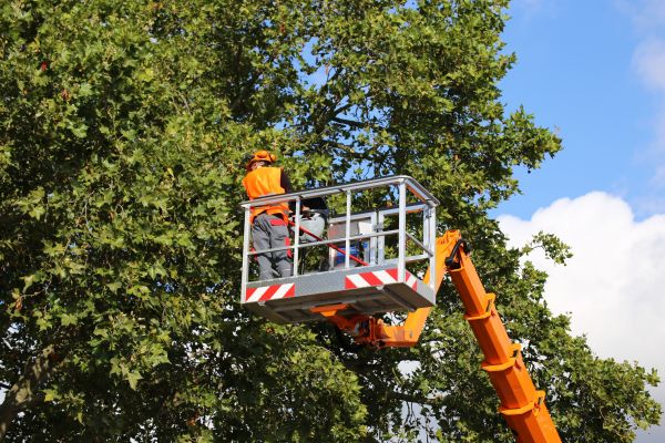 Commercial Tree Service in Apopka