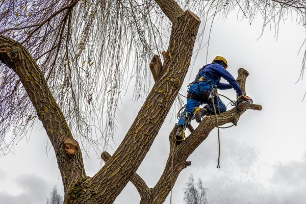 Tree Maintenance Service in Apopka