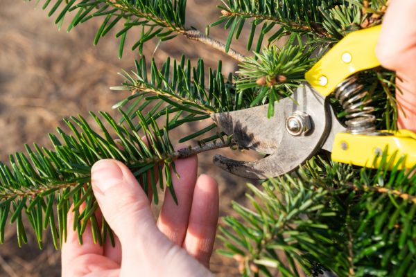 Pine Tree Pruning in Apopka