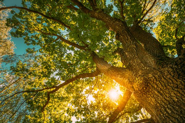 Cost of Oak Tree Pruning in Apopka