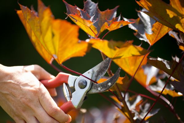 Cost of Maple Tree Pruning in Apopka