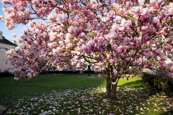 Magnolia Tree Pruning in Apopka
