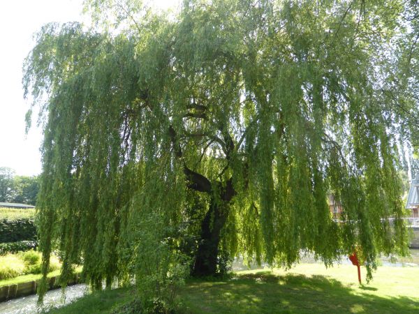 Willow Tree Trimming in Apopka
