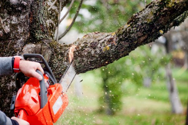 Cost of Tree Limbs Removal in Apopka