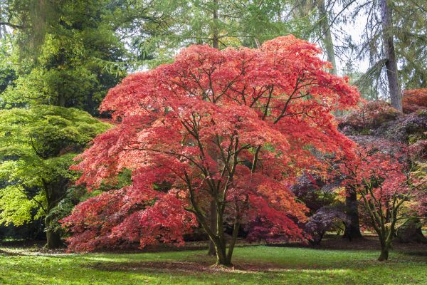 Japanese Maple Pruning in Apopka