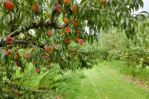 Cost of Peach Tree Pruning in Apopka