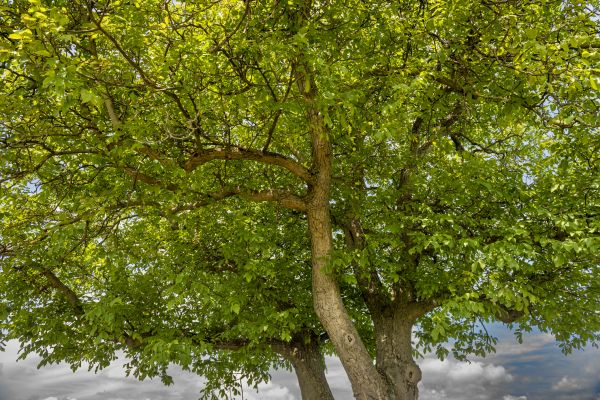 Walnut Tree Trimming in Apopka