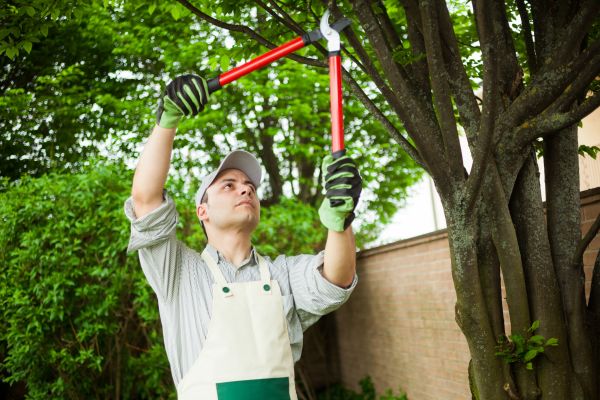 Cost of Tree Limb Pruning in Apopka
