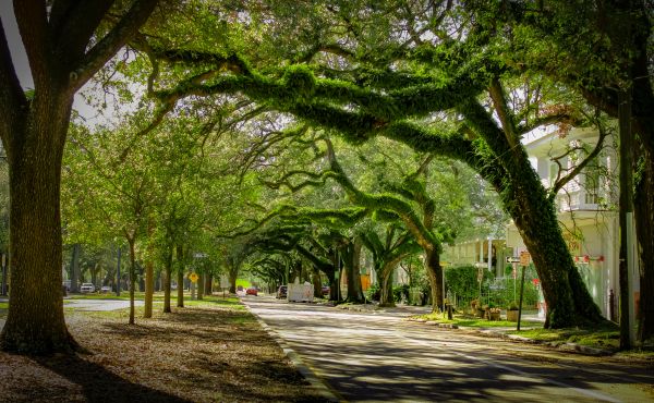 Cost of Tree Canopy Thinning in Apopka