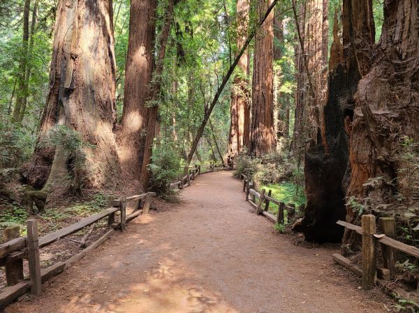 Redwood Tree Pruning in Apopka
