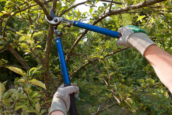 Residential Tree Pruning in Apopka