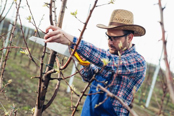 Cost of Orchard Tree Pruning in Apopka