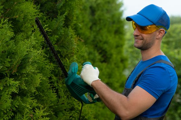Cost of Tree Shaping Service in Apopka