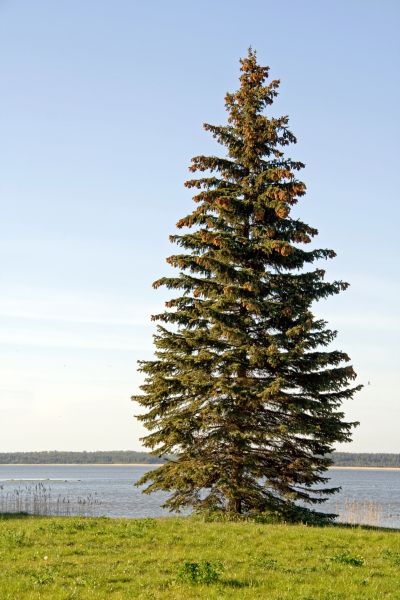 Spruce Tree Pruning in Apopka