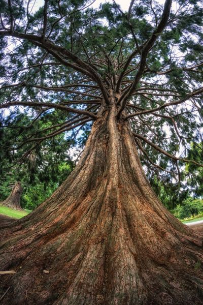 Cedar Tree Pruning in Apopka