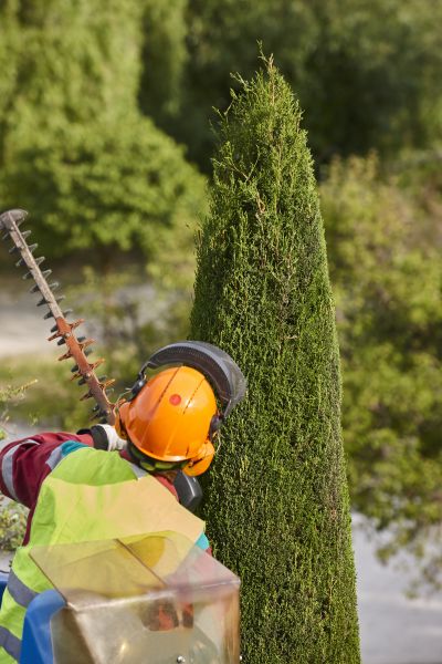 Cypress Tree Trimming in Apopka