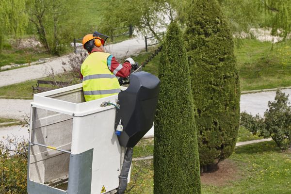 Cypress Tree Pruning in Apopka