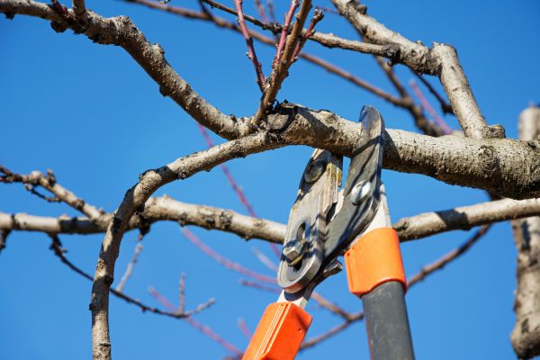 Peach Tree Trimming in Apopka