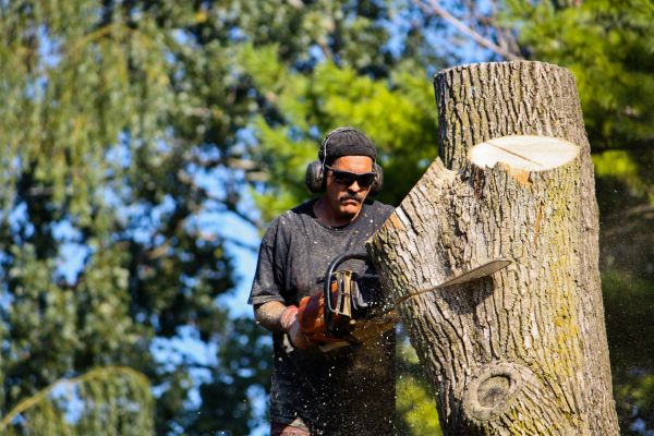 Ash Tree Pruning in Apopka