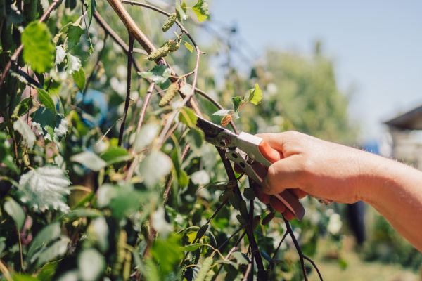 Birch Tree Pruning in Apopka