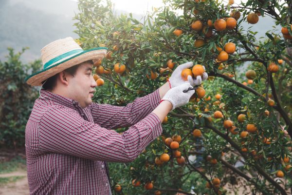 Orange Tree Pruning in Apopka