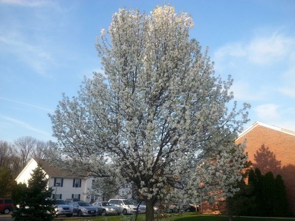Bradford Pear Tree Pruning in Apopka
