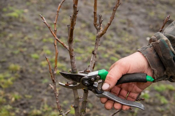 Cost of Pear Trees Pruning in Apopka