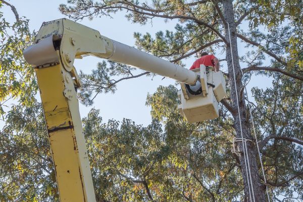 Cost of Limbs Trimming in Apopka