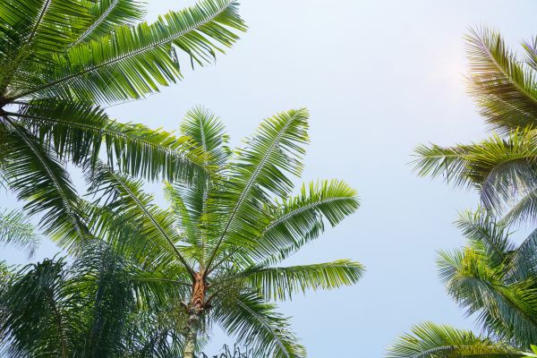 Cost of Queen Palm Tree Trimming in Apopka