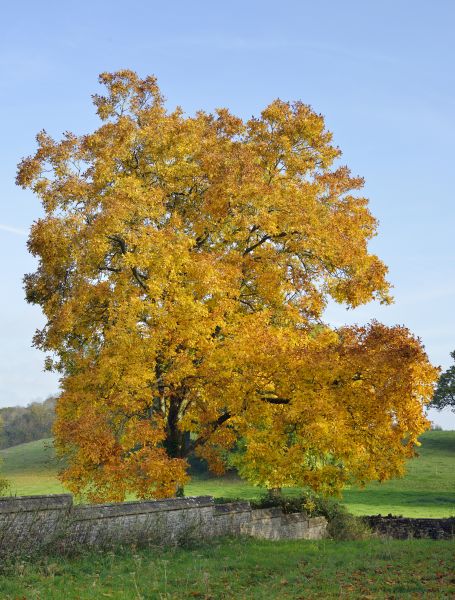 Cost of Hickory Tree Trimming in Apopka