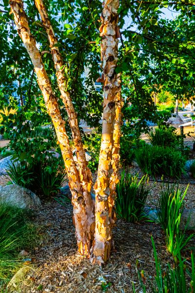 River Birch Trimming in Apopka
