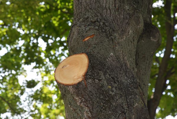 Limb Cutting in Apopka
