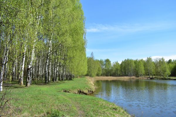 River Birch Pruning in Apopka