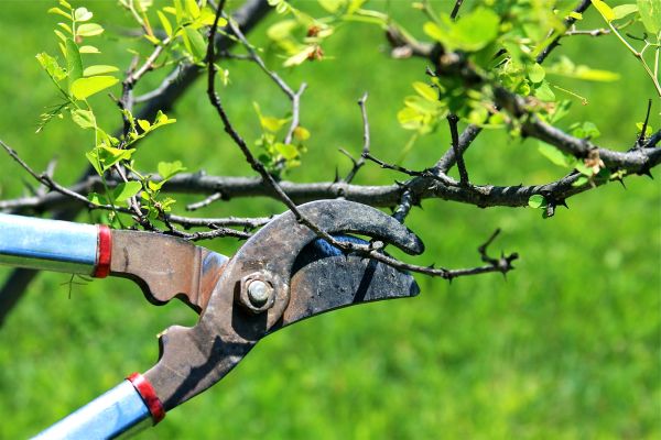 Cost of Branches Pruning in Apopka