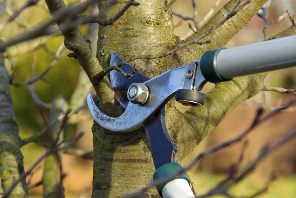 Cost of Tree Limb Trimming Service in Apopka